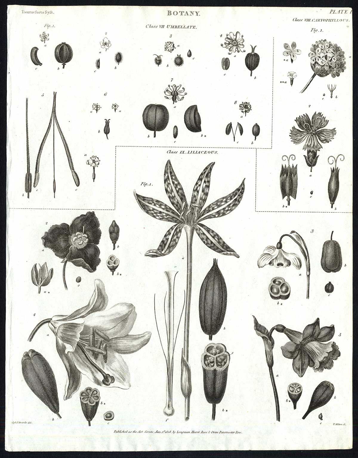 , Antique print-NATURAL HISTORY-FLOWER-BOTANY-LILY-NARCISSUS-CORNFLOWER-Rees-1820, Pictura Antique Prints