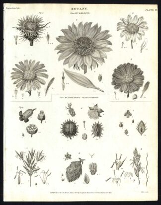 Antique print-NATURAL HISTORY-FLOWERS-BOTANY-SEED-UNSPECIFIED-PL. 6-Rees-1820