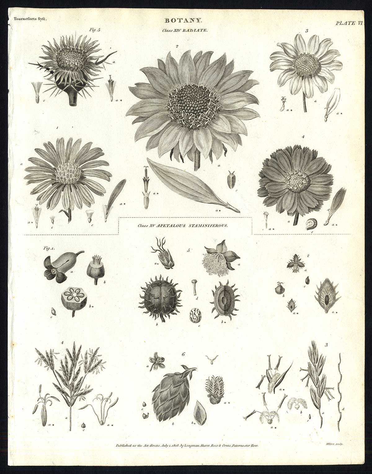 Lb30796 416x530 Antique print-NATURAL HISTORY-FLOWERS-BOTANY-SEED-UNSPECIFIED-PL. 6-Rees-1820