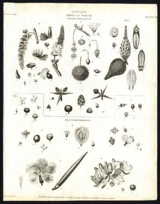 Antique print-NATURAL HISTORY-BOTANY-SEED-FLOWER-PLATE 8-Rees-1820