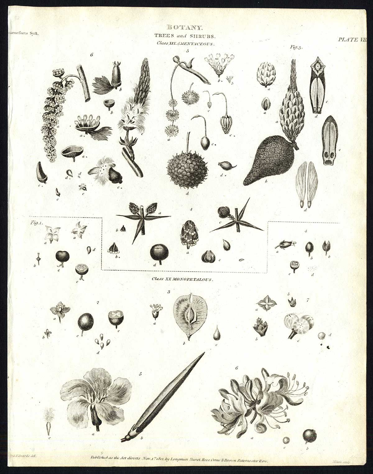 , Antique print-NATURAL HISTORY-BOTANY-SEED-FLOWER-PLATE 8-Rees-1820, Pictura Antique Prints