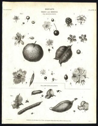 Antique print-NATURAL HISTORY-BOTANY-BERRY-BLOSSOM-CHERRY-PL. 9-Rees-1820