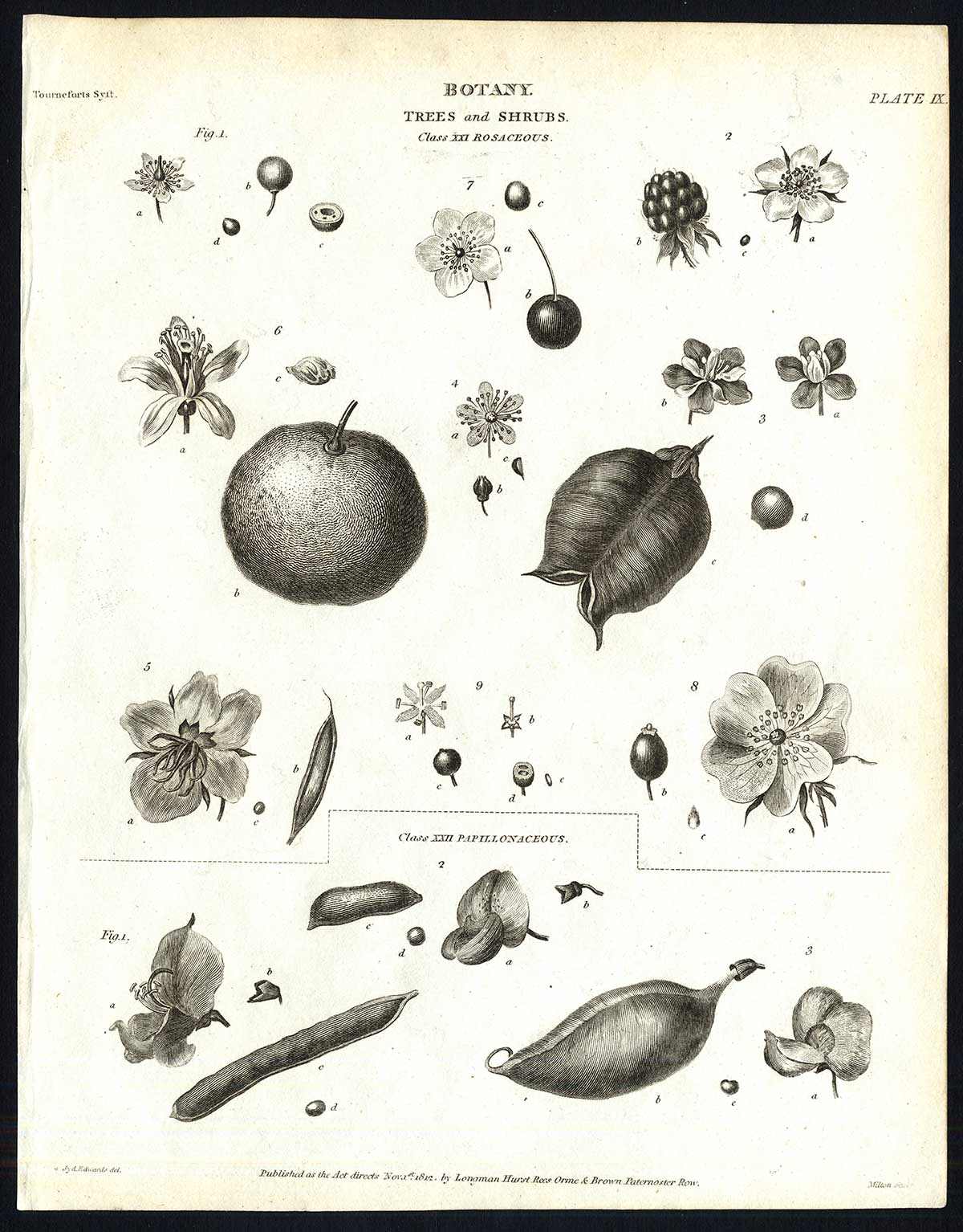 , Antique print-NATURAL HISTORY-BOTANY-BERRY-BLOSSOM-CHERRY-PL. 9-Rees-1820, Pictura Antique Prints