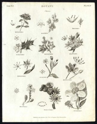 Antique print-NATURAL HISTORY-BOTANY-FLOWER-SEED-CLASSES-PL. 2-Rees-1820