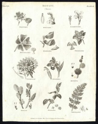 Antique print-NATURAL HISTORY-BOTANY-SEED-FLOWER-CLASSES-PL. 3-Rees-1820