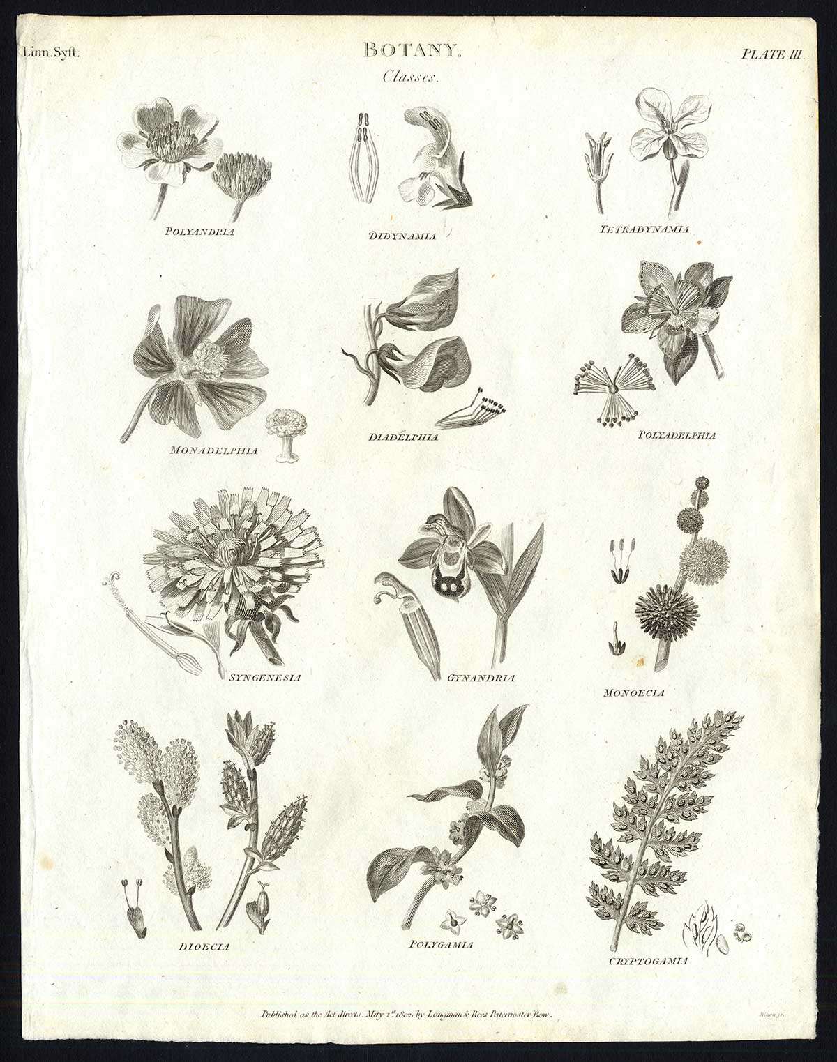 , Antique print-NATURAL HISTORY-BOTANY-SEED-FLOWER-CLASSES-PL. 3-Rees-1820, Pictura Antique Prints