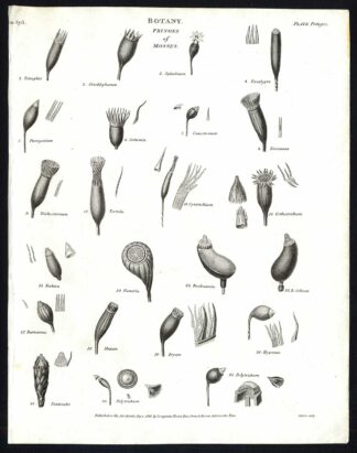 Antique print-NATURAL HISTORY-BOTANY-MOSS-FRINGE-Rees-1820