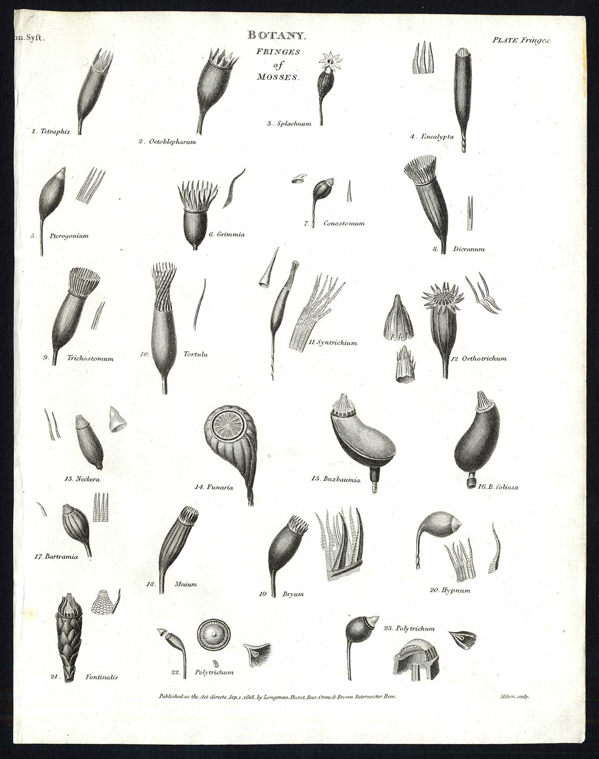 , Antique print-NATURAL HISTORY-BOTANY-MOSS-FRINGE-Rees-1820, Pictura Antique Prints