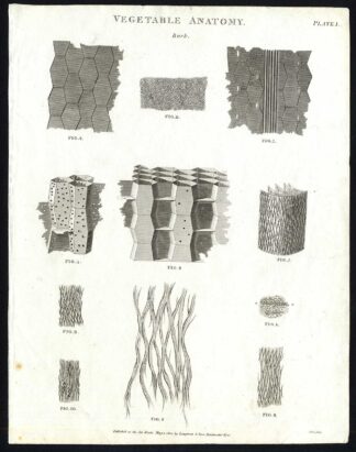 Antique print-NATURAL HISTORY-BOTANY-ANATOMY-VEGETABLE-BIOLOGY-Rees-1820