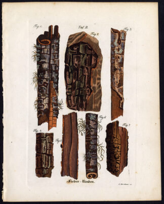 Rare Antique Botanical Print-FIBER-BARK-Artus-Kirchner-1848