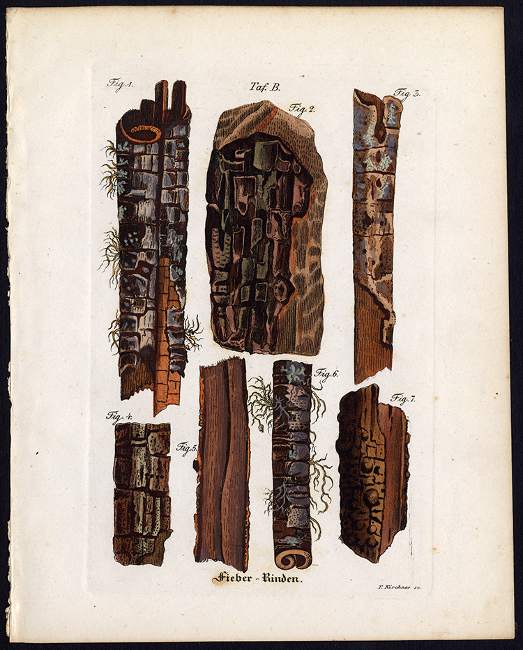 , Rare Antique Botanical Print-FIBER-BARK-Artus-Kirchner-1848, Pictura Antique Prints