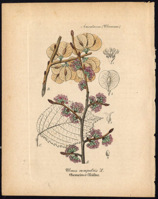 Rare Antique Botanical Print-ULMUS CAMPESTRIS-FIELD ELM-Artus-Kirchner-1848
