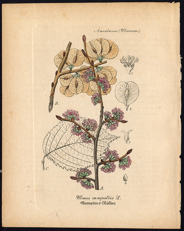Rare Antique Botanical Print-ULMUS CAMPESTRIS-FIELD ELM-Artus-Kirchner-1848