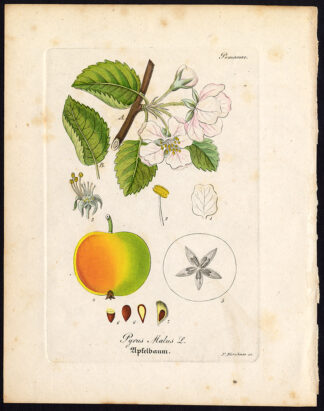 Rare Antique Botanical Print-APPLE TREE-PYRUS MALUS-Artus-Kirchner-1848