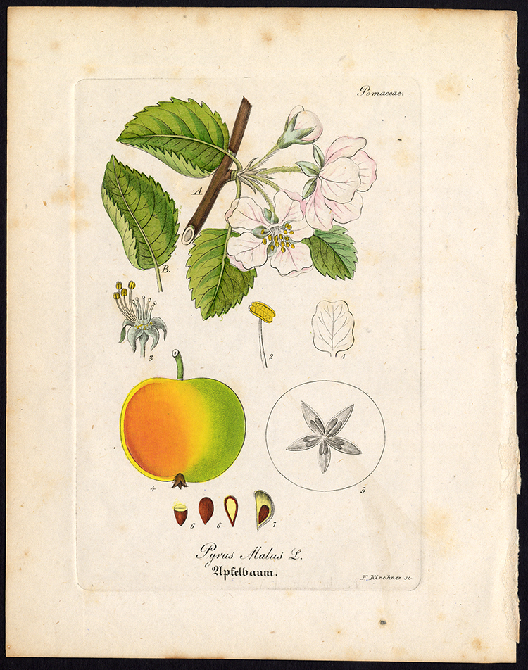 , Rare Antique Botanical Print-APPLE TREE-PYRUS MALUS-Artus-Kirchner-1848, Pictura Antique Prints