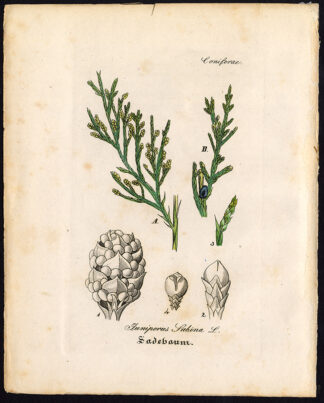 Rare Antique Botanical Print-JUNIPERUS SABINA-SAVIN-Artus-Kirchner-1848