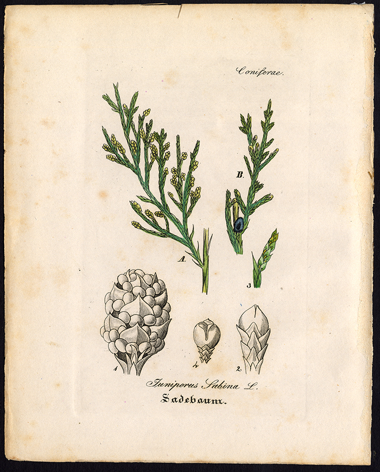 , Rare Antique Botanical Print-JUNIPERUS SABINA-SAVIN-Artus-Kirchner-1848, Pictura Antique Prints