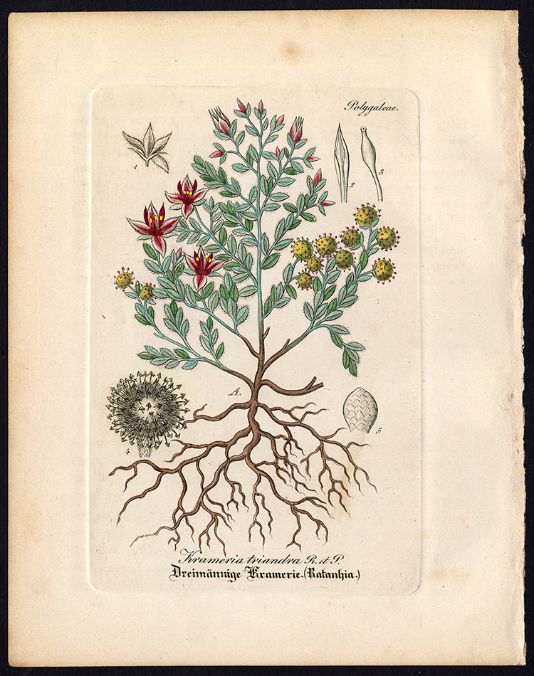 , Rare Antique Botanical Print-KRAMERIA LAPPACEA-RHATANY-Artus-Kirchner-1848, Pictura Antique Prints