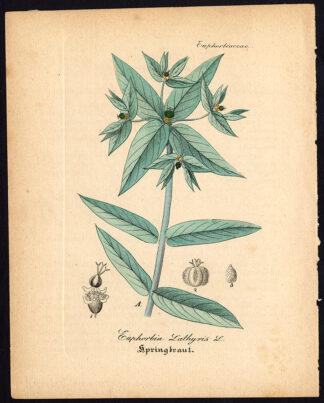 Rare Antique Botanical Print-EUPHORBIA LATHYRIS-CAPER SPURGE-Artus-Kirchner-1848