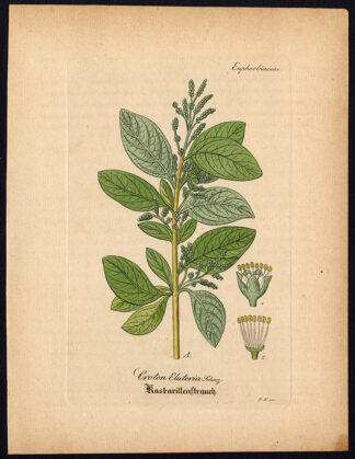 Rare Antique Botanical Print-CROTON ELUTERIA-CASCARILLA-Artus-Kirchner-1848