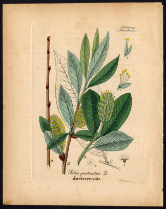 Rare Antique Botanical Print-BAY WILLOW-SALIX PENTANDRA-Artus-Kirchner-1848