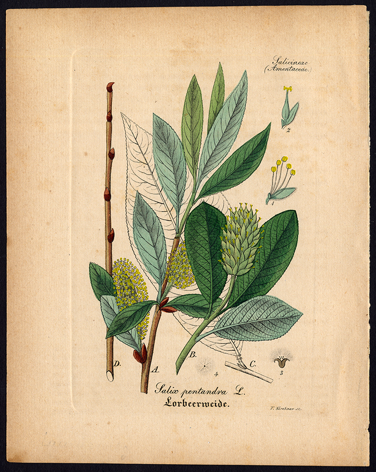 , Rare Antique Botanical Print-BAY WILLOW-SALIX PENTANDRA-Artus-Kirchner-1848, Pictura Antique Prints