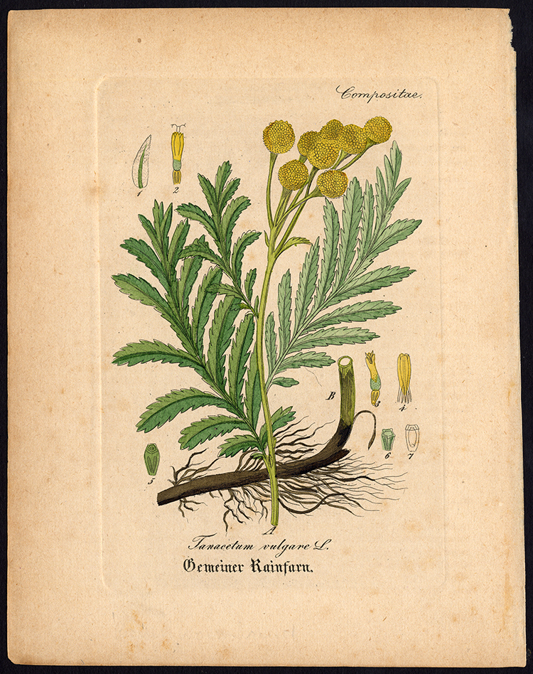 , Rare Antique Botanical Print-TANACETUM VULGARE-TANSY-Artus-Kirchner-1848, Pictura Antique Prints