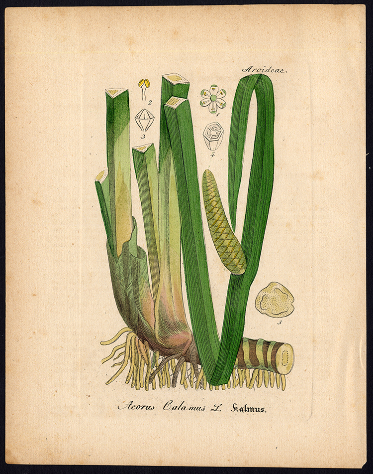 , Rare Antique Botanical Print-ACORUS CALAMUS-SWEET FLAG-Artus-Kirchner-1848, Pictura Antique Prints