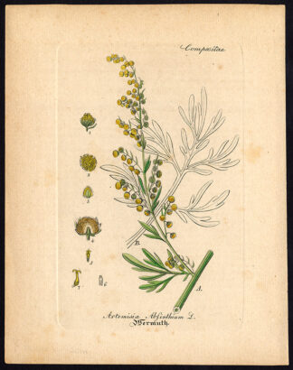 Rare Antique Botanical Print-ARTEMISIA ABSINTHIUM-WORMWOOD-Artus-Kirchner-1848
