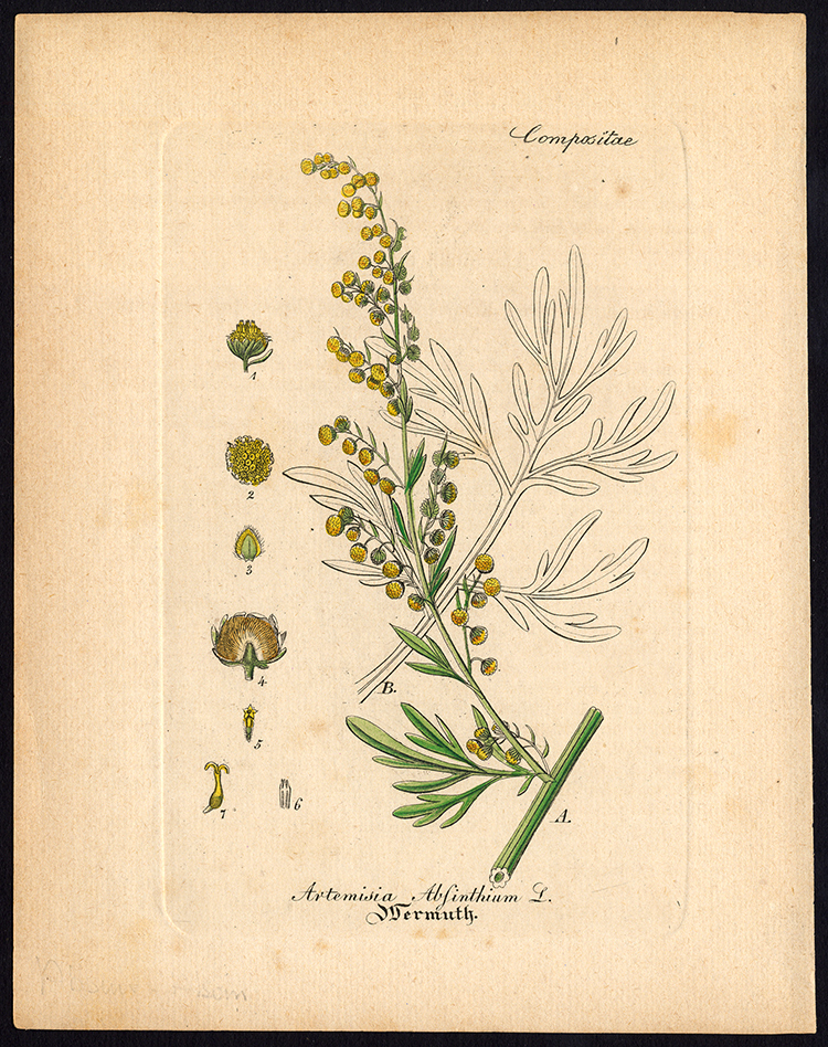 , Rare Antique Botanical Print-ARTEMISIA ABSINTHIUM-WORMWOOD-Artus-Kirchner-1848, Pictura Antique Prints