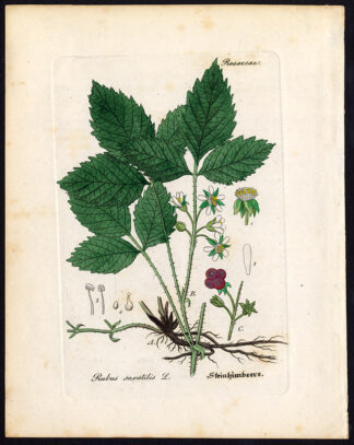 Antique Botanical Print-STONE BRAMBLE-RUBUS SAXATILIS-Artus-Kirchner-1848