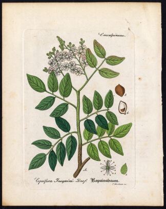 Rare Antique Botanical Print-COPAIFERA JACQUINII-Artus-Kirchner-1848