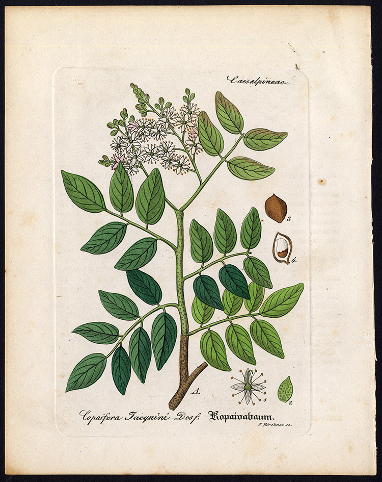 , Rare Antique Botanical Print-COPAIFERA JACQUINII-Artus-Kirchner-1848, Pictura Antique Prints