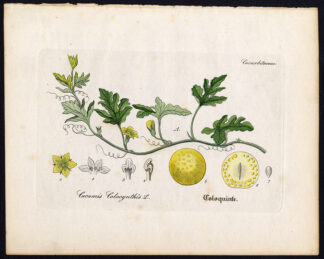 Rare Antique Botanical Print-COLOCYNTH-BITTER APPLE-CUCUMBER-Artus-Kirchner-1848