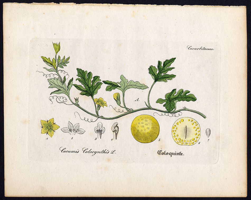 , Rare Antique Botanical Print-COLOCYNTH-BITTER APPLE-CUCUMBER-Artus-Kirchner-1848, Pictura Antique Prints