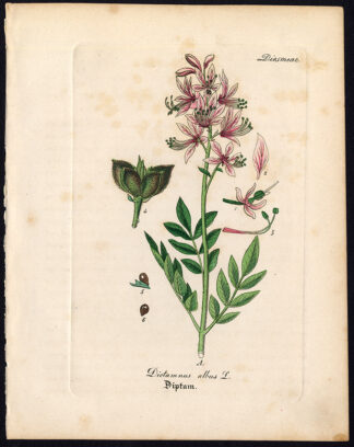 Rare Antique Botanical Print-DICTAMNUS ALBUS-BURNING BUSH-Artus-Kirchner-1848