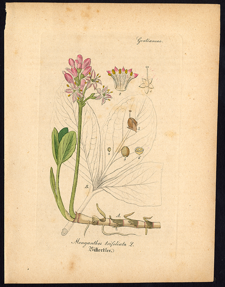 , Rare Antique Botanical Print-MENYANTHES TRIFOLIATA-BOG BEAN-Artus-Kirchner-1848, Pictura Antique Prints