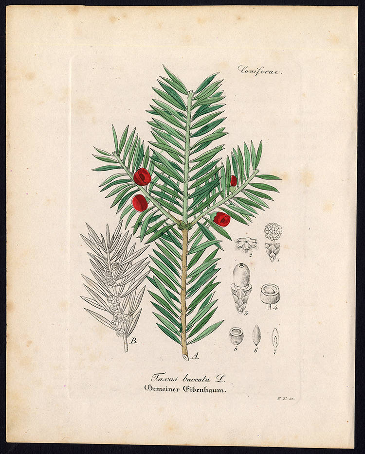 , Rare Antique Botanical Print-TAXUS BACCATA-ENGLISH YEW-Artus-Kirchner-1848, Pictura Antique Prints