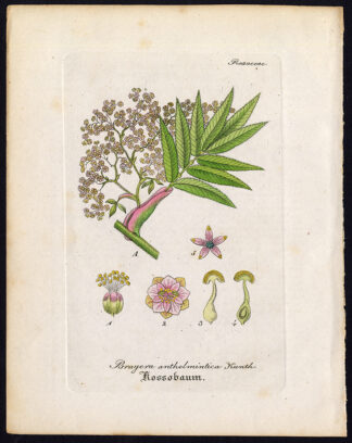 Rare Antique Botanical Print-AFRICAN REDWOOD-BRAYERA-HAGENIA-Artus-Kirchner-1848