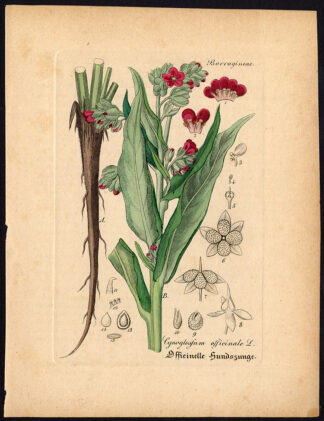 Rare Antique Botanical Print-HOUNDSTONGUE-TOOTH-GYPSY FLOWER-Artus-Kirchner-1848