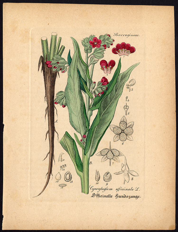 , Rare Antique Botanical Print-HOUNDSTONGUE-TOOTH-GYPSY FLOWER-Artus-Kirchner-1848, Pictura Antique Prints