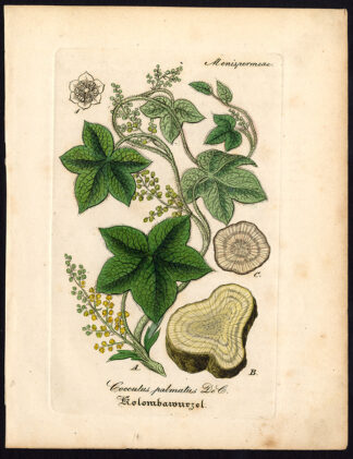 Rare Antique Botanical Print-JATEORHIZA CALUMBA-COCCULUS-Artus-Kirchner-1848