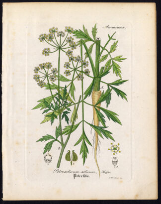 Rare Antique Botanical Print-PARSLEY-PETROSELINUM SATIVUM-Artus-Kirchner-1848