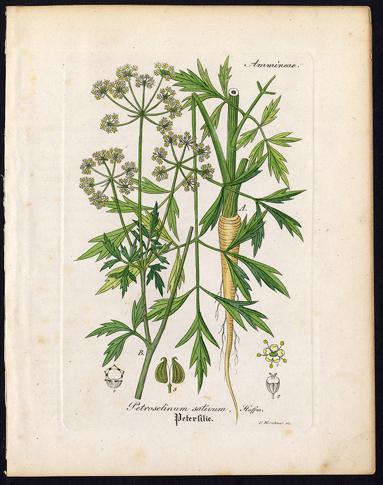 , Rare Antique Botanical Print-PARSLEY-PETROSELINUM SATIVUM-Artus-Kirchner-1848, Pictura Antique Prints
