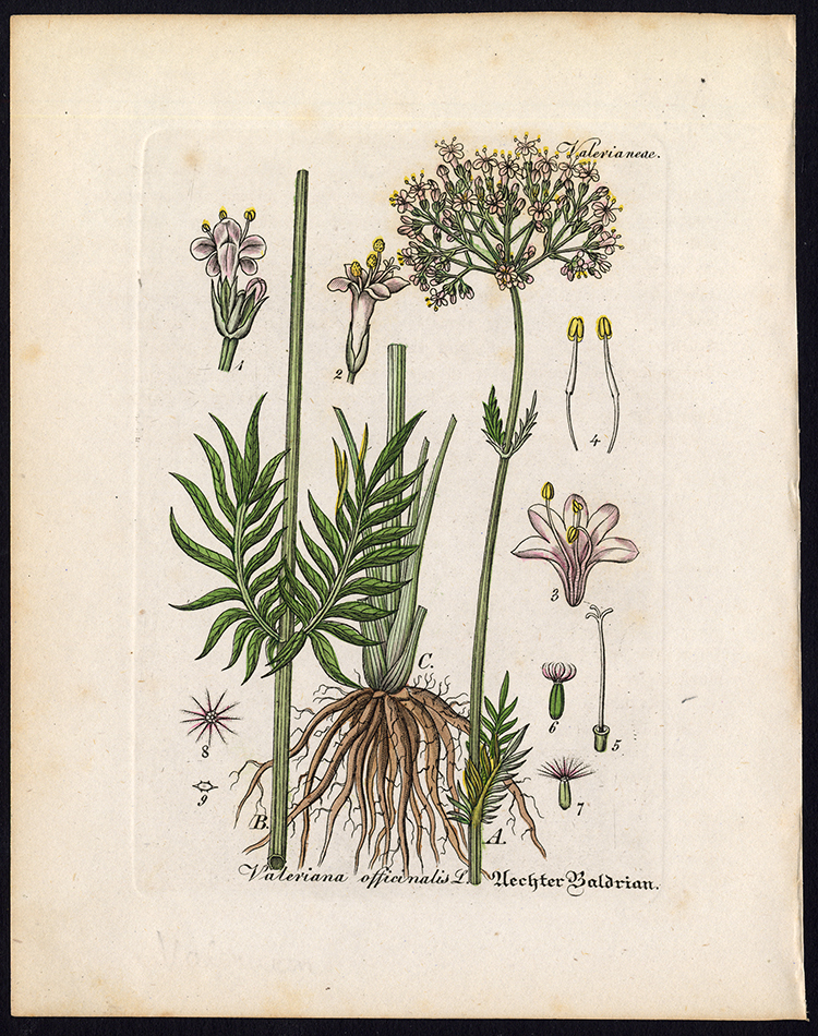 , Rare Antique Botanical Print-VALERIANA OFFICINALIS-Artus-Kirchner-1848, Pictura Antique Prints