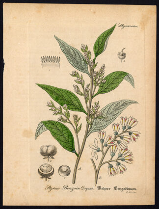 Antique Botanical Print-STYRAX BENZOIN-GUM BENJAMIN TREE-Artus-Kirchner-1848