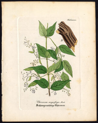 Rare Antique Botanical Print-CHIOCOCCA ANGUIFUGA-MILKBERRY-Artus-Kirchner-1848