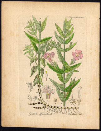 Antique Botanical Print-HEDGEHYSSOP-GRATIOLA OFFICINALIS-Artus-Kirchner-1848