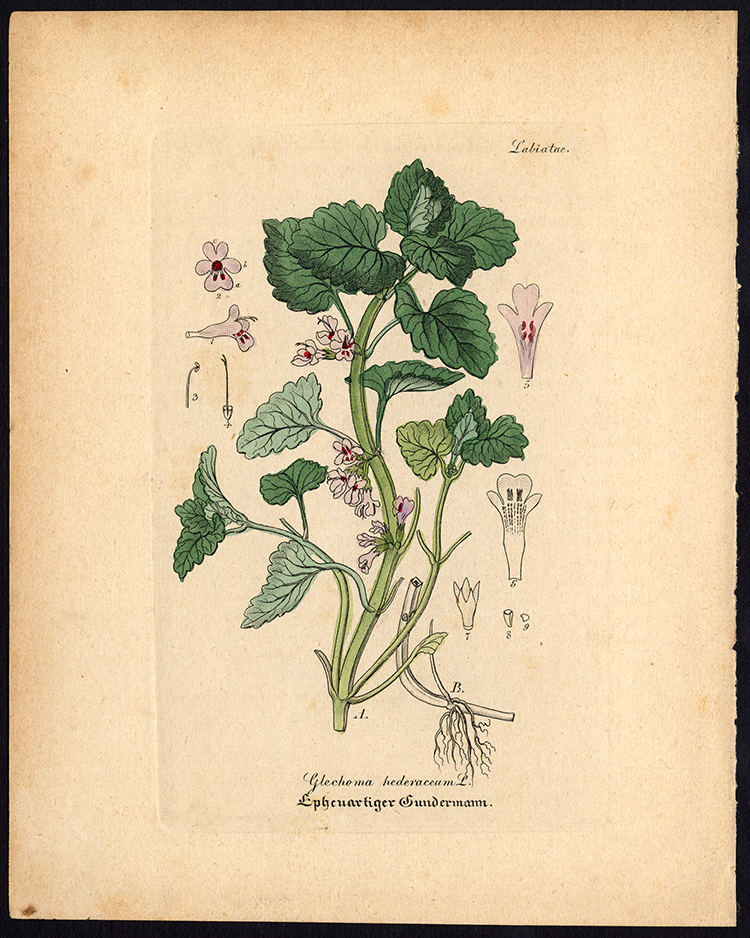 , Rare Antique Botanical Print-GROUND IVY-CREEPING CHARLIE-Artus-Kirchner-1848, Pictura Antique Prints