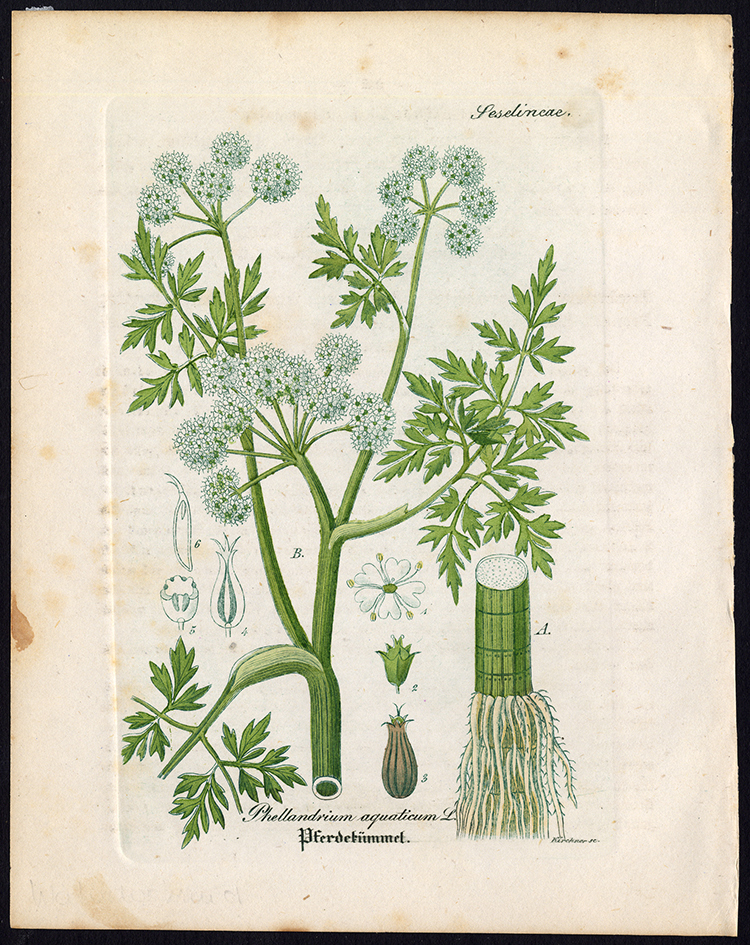 , Rare Antique Botanical Print-PHELLANDRIUM-WATER DROPWORT-Artus-Kirchner-1848, Pictura Antique Prints